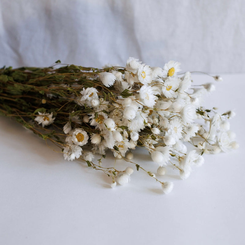 Botte de rhodante blanc