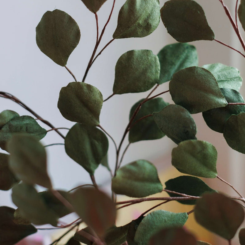 eucalyptus-en-papier-vert