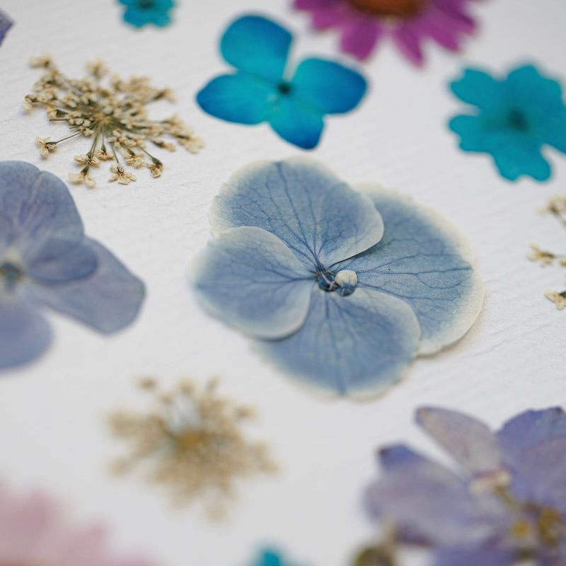 herbier-fait-main-fleurs-bleues-roses