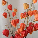 Amour en cage orange, gros plan sur les fleurs - Flowrette