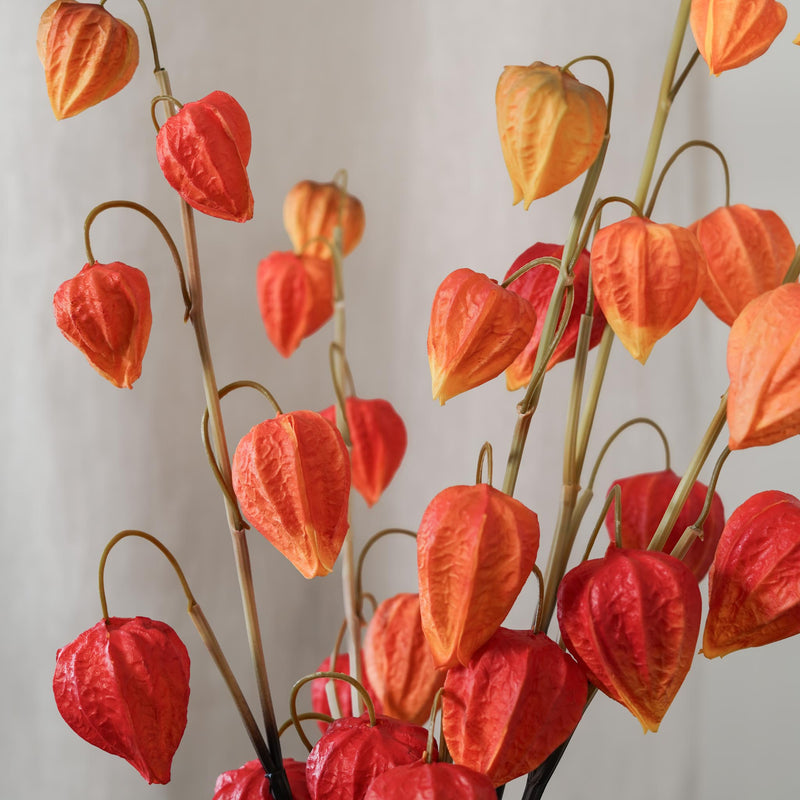 Amour en cage orange, gros plan sur les fleurs - Flowrette