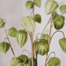 Amour en cage vert, gros plan sur les fleurs - Flowrette