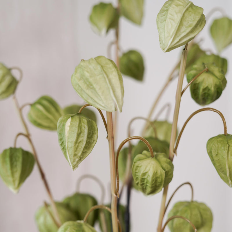 Amour en cage vert, gros plan sur les fleurs - Flowrette