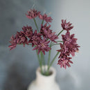 Astrance en papier violet