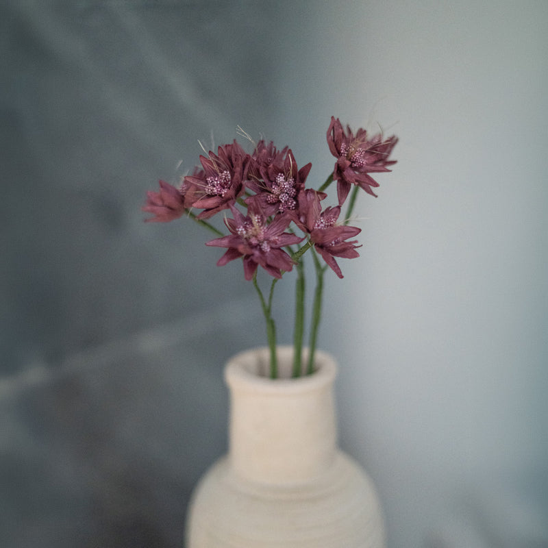 Astrance en papier violet