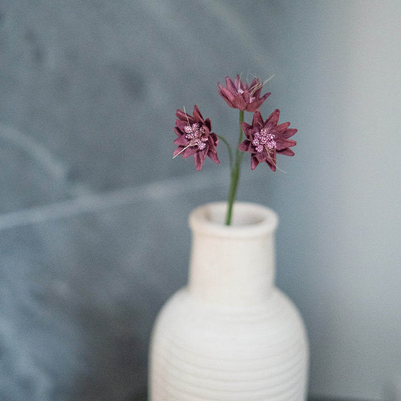 Astrance en papier violet