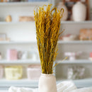 Avoine jaune