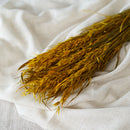 Avoine jaune