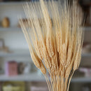 Blé barbu blanc