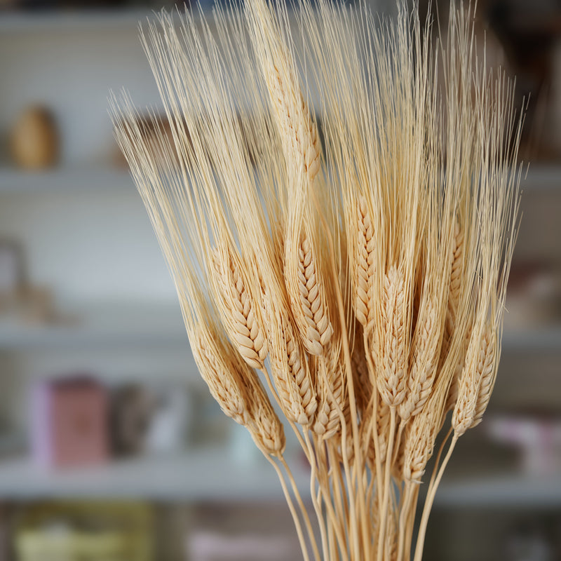 Blé barbu blanc