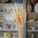 Blé barbu blanc