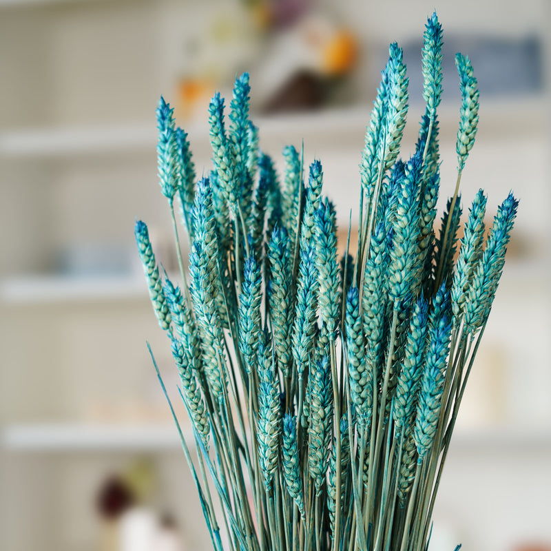 Blé bleu pétrole