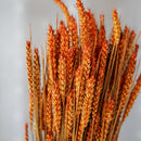 Blé orange