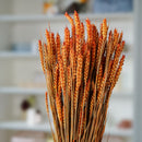 Blé orange