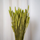 Botte Blé Vert pâle - Flowrette