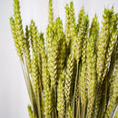 Botte Blé Vert pâle - Flowrette