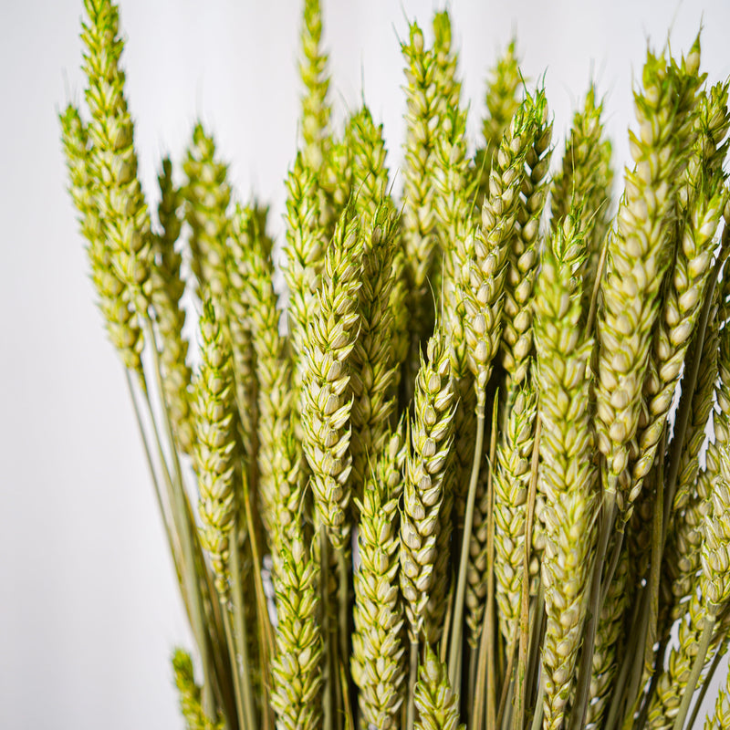 Botte Blé Vert pâle - Flowrette