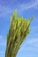 Botte Blé Vert pâle - Flowrette