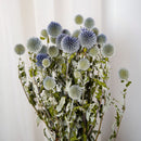 Botte Echinops - chardon boule - Flowrette