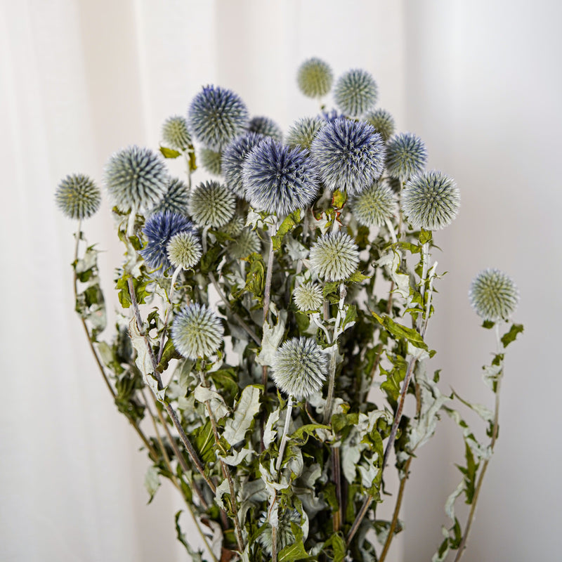 Botte Echinops - chardon boule - Flowrette