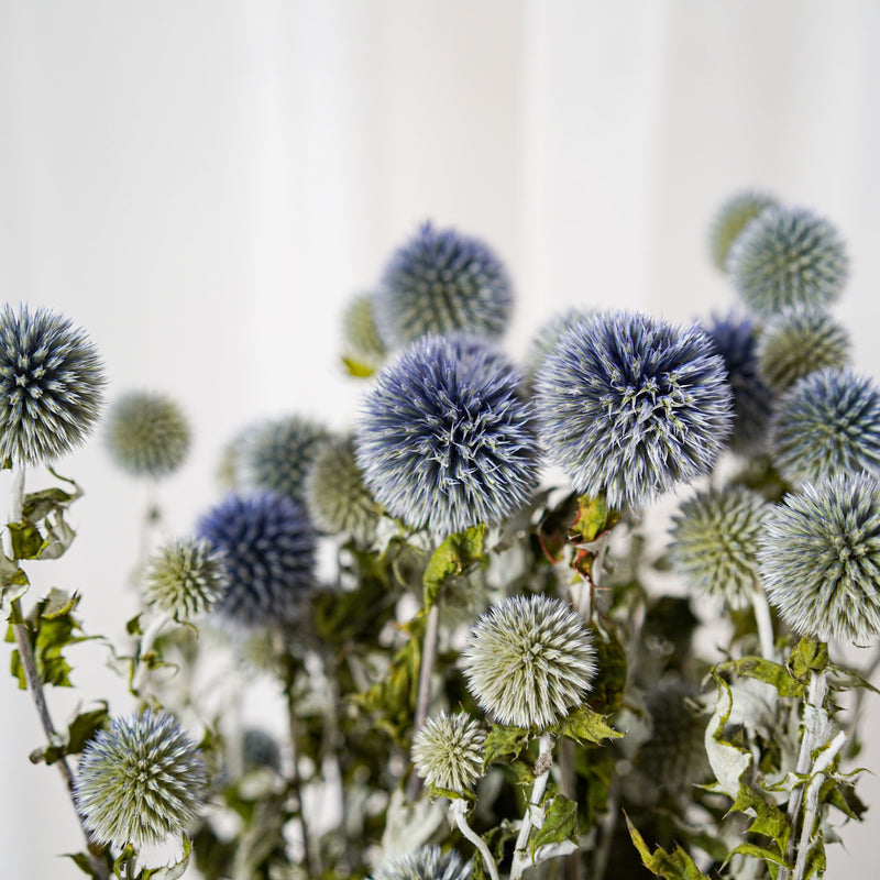 Botte Echinops - chardon boule - Flowrette
