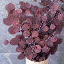Botte Eucalyptus Populus Bordeaux