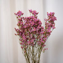 Botte Limonium Rose Clair