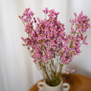 Botte Limonium Rose Clair
