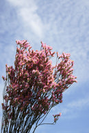 Botte Limonium Rose Clair