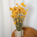 Botte Sanfordii Jaune - Flowrette