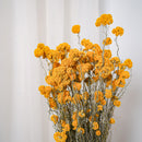 Botte Sanfordii Jaune - Flowrette