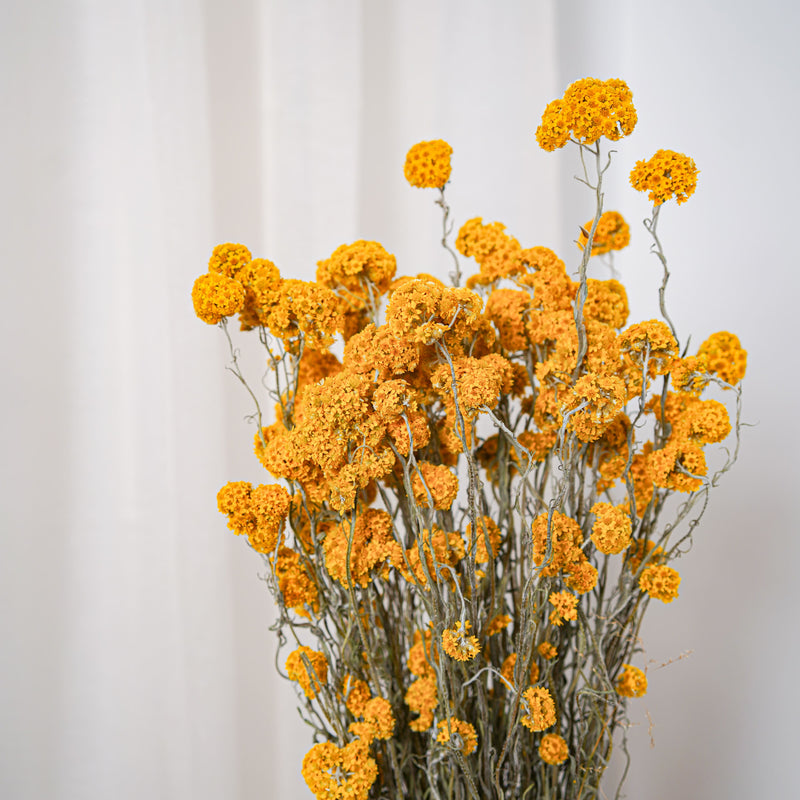 Botte Sanfordii Jaune - Flowrette