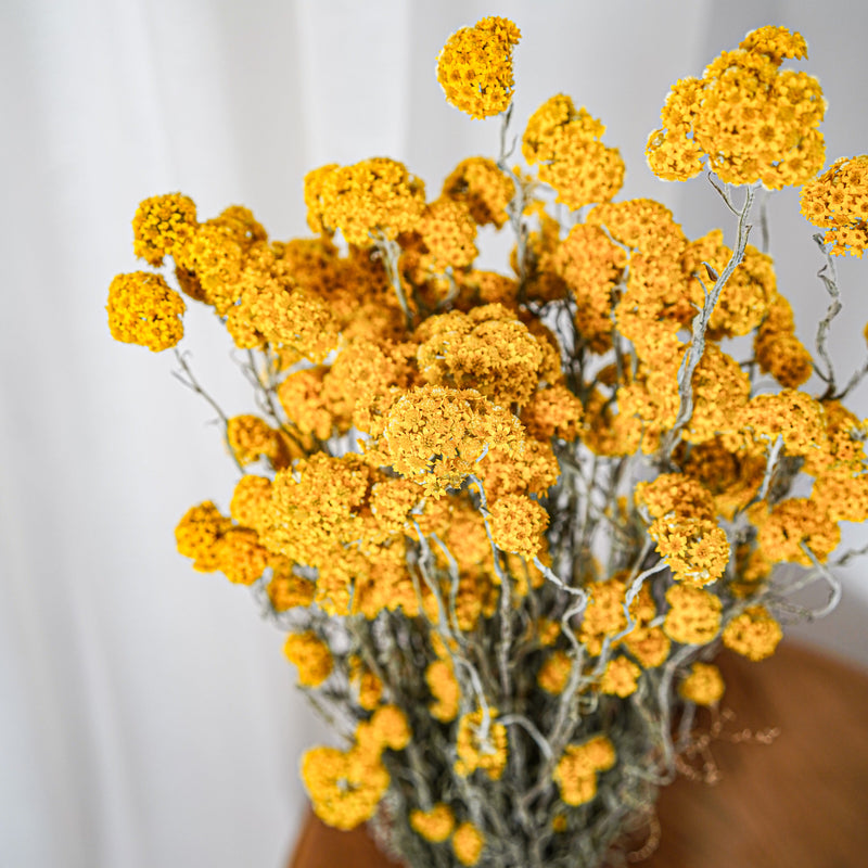 Botte Sanfordii Jaune - Flowrette