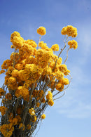 Botte Sanfordii Jaune - Flowrette