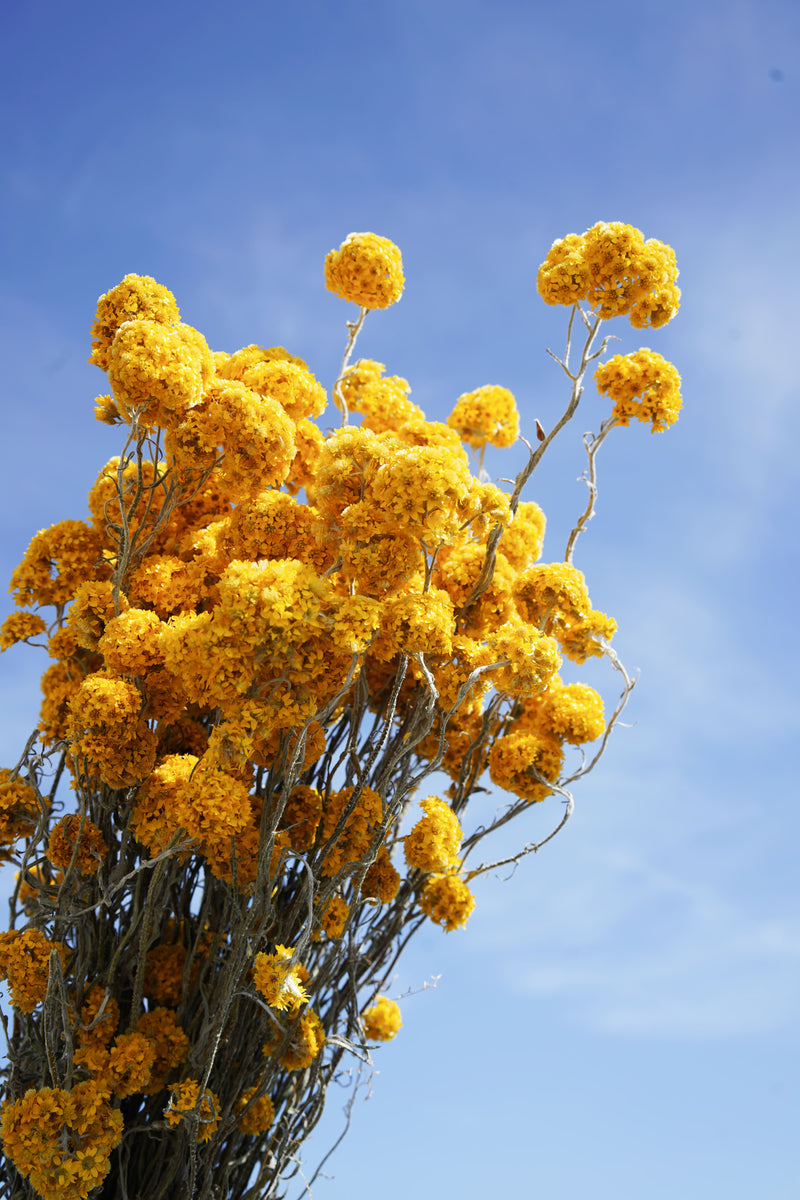 Botte Sanfordii Jaune - Flowrette