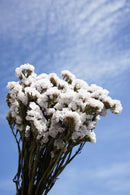Botte Statice Sinuata Parme - Flowrette