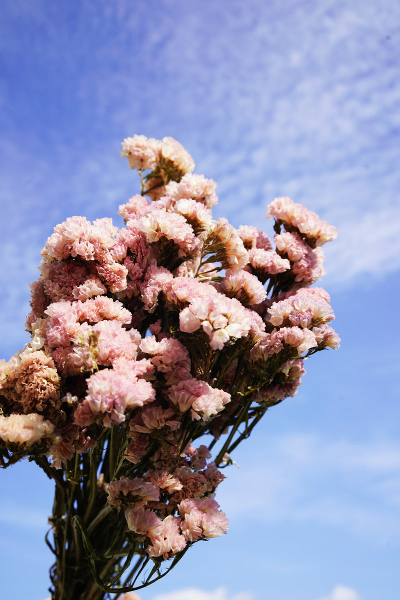 Botte Statice Sinuata Pêche - Flowrette