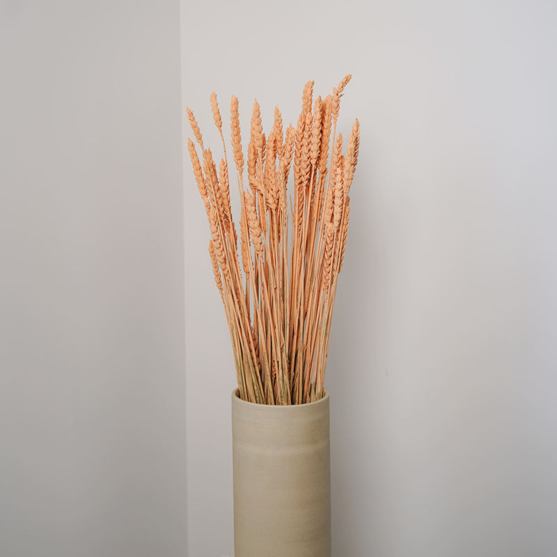 Botte fleurs séchées Blé Pêche, vue rapprochée des épis - Flowrette
