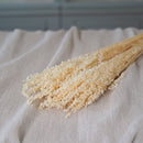 Botte de briza minor blanc