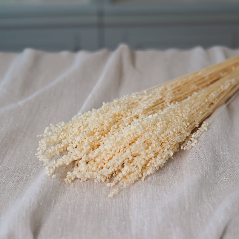 Botte de briza minor blanc