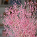 Botte statice marina rose fleurs séchées - Flowrette