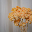 Botte Immortelle du Var Pêche - Flowrette