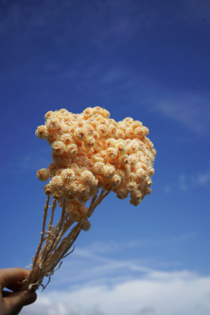 Botte Immortelle du Var Pêche - Flowrette