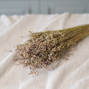 Botte de briza minor naturel séchée beige Flowrette - photo 1