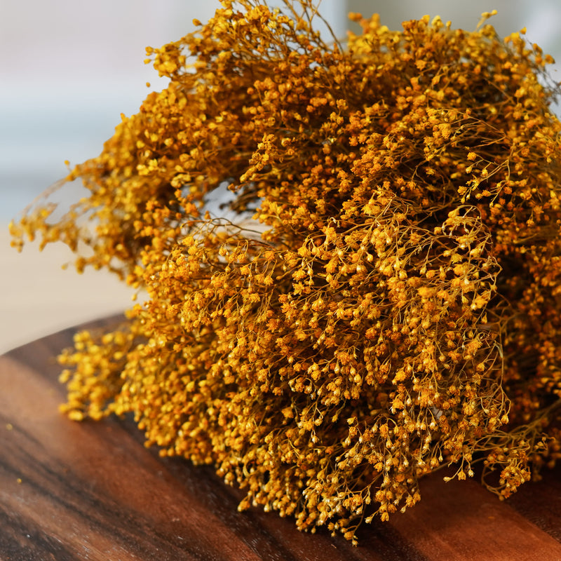 Broom bloom jaune