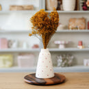 Broom bloom jaune