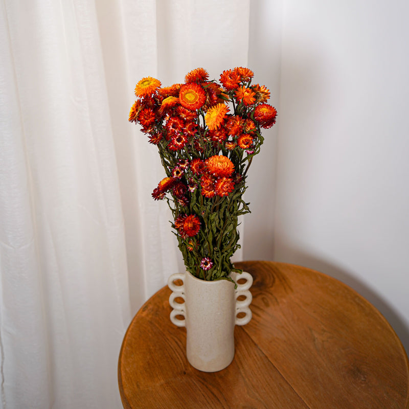 Botte Helichrysum orange