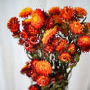 Botte Helichrysum orange