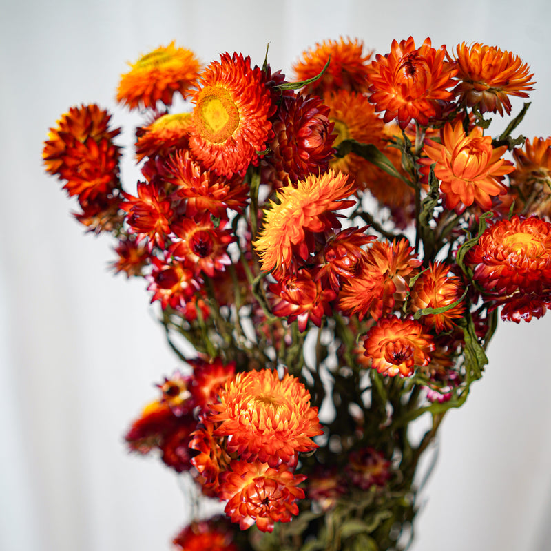Botte Helichrysum orange