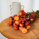 Botte Helichrysum orange